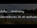 ตกปลา ep25 เบ็ดคันเล็กๆงัดปลาแม่น้ำเจ้าพระยา the small rod into the chao phraya river