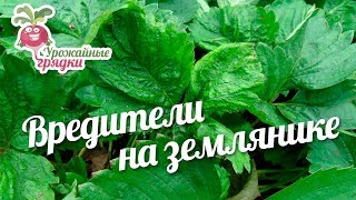 Вредители на  землянике #urozhainye_gryadki