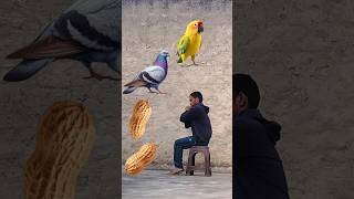 Rounding peanuts to Duck, Peacock, Pigeon \u0026 Parrot - Birds names magic video