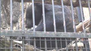 2012年8月29日 野毛山動物園 ニホンツキノワグマ