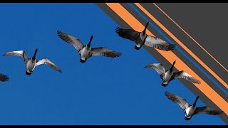 What We Can Learn From Flocking Behavior