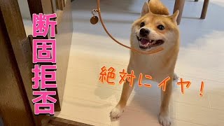 断固拒否！お散歩は好きだけど首輪はどうしてもつけたくない柴犬【豆柴】With subtitles