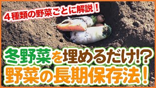 Tips for long-term preservation by burying vegetables learned from Japanese farmers !