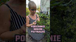 Wysiej teraz aby całą zimę mieć pietruszkę! #pietruszka #warzywa #zioła #ogród #garden #gardening