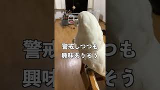 大きなオウムに小さなオウムを見せてみるとどんな反応…？#shorts