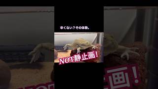 静止画かと思ったよフルーリーさん😂#カエル #frog #ペット動画 #癒し #バジェットガエル #マルメタピオカガエル#animals