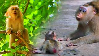Poor Baby Monkey Lucan cries Searches for Mom While Tinky Angry With Sister Binky🐒💞