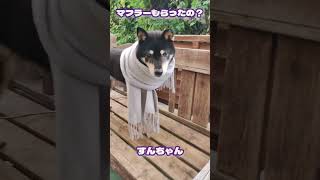 【マフラーもらったの？】#いぬ 　#いぬのきもち　 #マフラー　#dog  #shorts　#黒柴