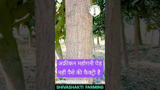 Mahogany tree|| महोगनी पेड़ नही है यह पैसों की फैक्ट्री है? #mahogany #shortvideo #farming #nature