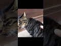 野良猫ショート 喧嘩！？威嚇！？キジトラ猫がハチワレ猫に突進します！ straycat fight intimidate cat rushes