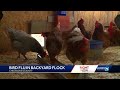 Bird flu found in Iowa backyard flock