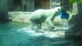 ポロロ　ポリタンクにダイブ　シロクマ　ポロロ５５３（とくしま動物園）