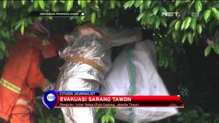 Proses Evakuasi Sarang Tawon Raksasa di Jakarta Timur