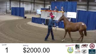 Sept. 20 - CTHS (Alberta Division) Thoroughbred Sale - Red Deer, AB