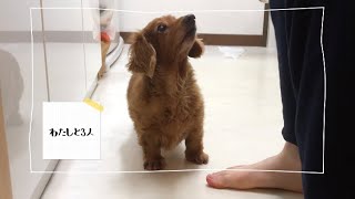 老犬ダックス15歳、そばにいたいの、の話