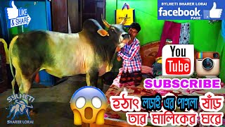 পাগলা লড়াই এর ষাঁড় হঠাৎ মালিকের ঘরে ডুকে কি করলো তার কান্ড দেখুন 😱 বিশ্বনাথ সিলেট