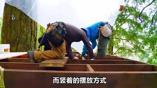 利用百亩土地、百年树王搭建的豪华树屋，到底有多豪？