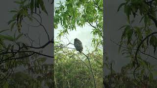 He wouldn't have turned away if it was dark 😄 #nature #jungle #owl #animals #wildlife #birds #video