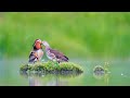 Cute Birds by Edi Family Channel