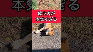 柴犬コロ 歌う犬が本気すぎる😂 #柴犬コロ #歌う犬 #おもしろ #かわいい #面白い #shibainu #singingdog #funny