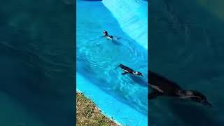 【八木山動物園】ペンギンが泳ぐと盛り上がります❣️