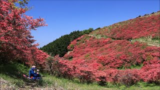 大和葛城山のツツジ　Azaleas at Mt. Yamato Katsuragi　(2023.5)