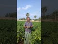 ns ranga chilli field