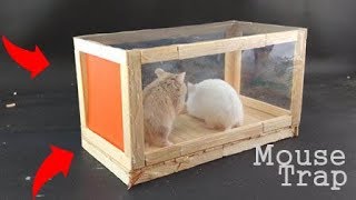 How to Make a Mouse Trap/ Rat Trap