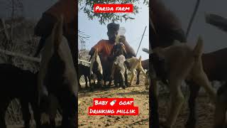 ଛେଳି ଛୁଆ କ୍ଷୀର ପିଇବାର ଦୃଶ୍ୟ parida farm #goat #goated #goatfam #shorts #babygoat #baby