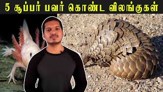 உலகில் கண்டுபிடிக்கப்பட்ட 5 வித்தியாசமான விலங்குகள் | The World's Weirdest Animals | Speak Tuber