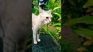 ശ്ശെടാ ഈ കോവാലൻ ഇത് എവിടെ പോയി#shrts#cat#shortsfeed#funny#pet#cutecats plz subscribe🙏😭