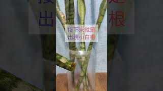 長葉銀脈虎尾蘭White Sansevieria Leaf Propagation葉片繁殖