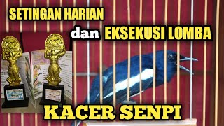 SETINGAN HARIAN DAN EKSEKUSI LOMBA KACER SENPI - KACER TIPE PANAS