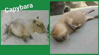 カピバラさん 後ろはさんでますよ！Funny Capybara 神戸どうぶつ王国