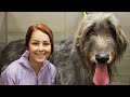 There's a reason they call them WOLFhounds