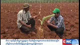 ដំនាំចេក PartI CNC កសិកម្មទំនើប 22/03/15