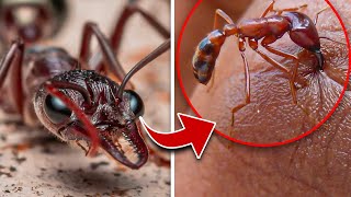 Top 10 Most Dangerous Insects In The World