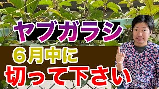 本格的な夏になる前にヤブガラシを何とかした方が良い話【庭師が解説】ハチが集ります