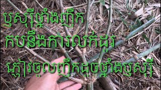 Bamboo pethuk | ឫស្សីកណ្តាញ់ថ្នាំង / ឫស្សីថ្នាំងរកគ្នា / ណុបជុំក្រឡង់