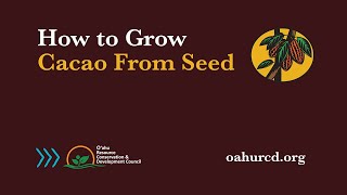 How to Grow Cacao From Seed