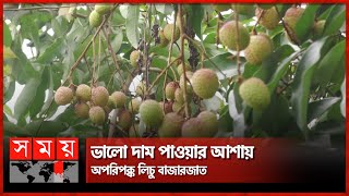 মৌলভীবাজারে গত কয়েক বছরের তুলনায় লিচুর ফলন কম | Moulvibazar News | Lychee Business | Somoy TV