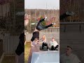 Fake diving prank🤣 Best reactions🔥