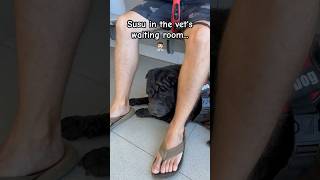 Susu dog at the vet! #shorts #dog #pets #animals #funny