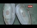 young siblings in jagatsinghpur dist set examples by doing successful pearl farming kalingatv