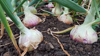 Allotment Days #61 Awesome Onions