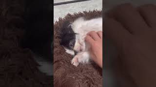 変わらずゆるキャラな狆のあられです #狆#japanesechin #犬 #dog #日本犬 #癒し系