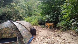 solo camping // It turns out that the Sumatran tiger area is where I camped