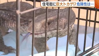 体長１ｍ超！“巨大トカゲ”が住宅街に出現「怖くて夢に出てきた」 一体なぜ…危険性は？【新潟】 (23/10/19 18:47)