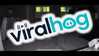 Cat Startled By Owner Talking Through Security Camera || ViralHog