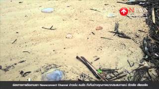 คลื่นซัดแมงกะพรุนเกลื่อนหาดกระบี่ : NewsConnect Channel